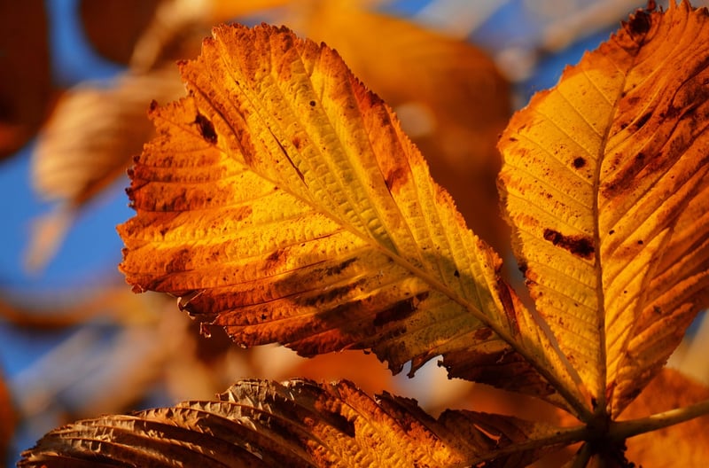 Leaf Motifs
