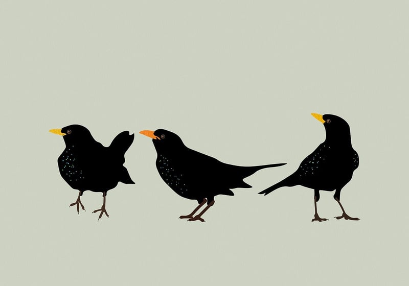 Wildlife Illustrations
