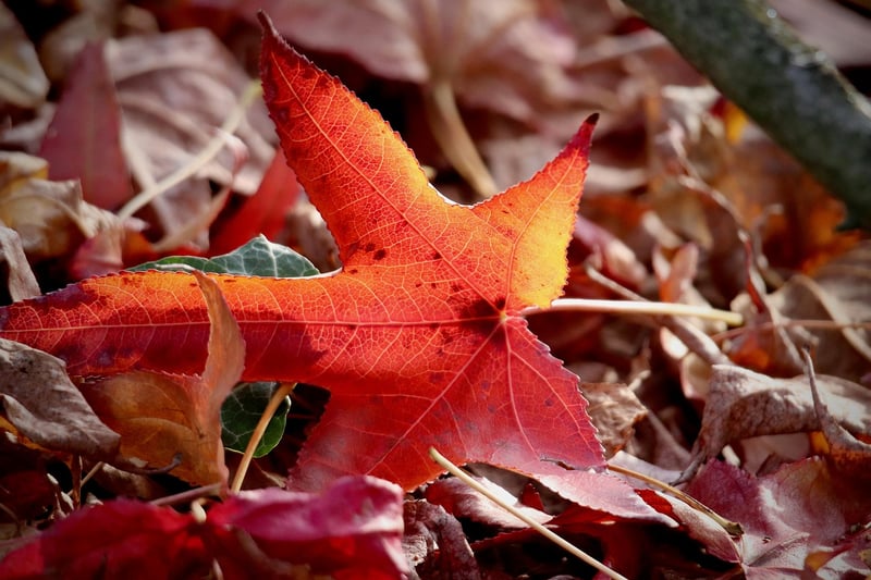Digital Leaf Design