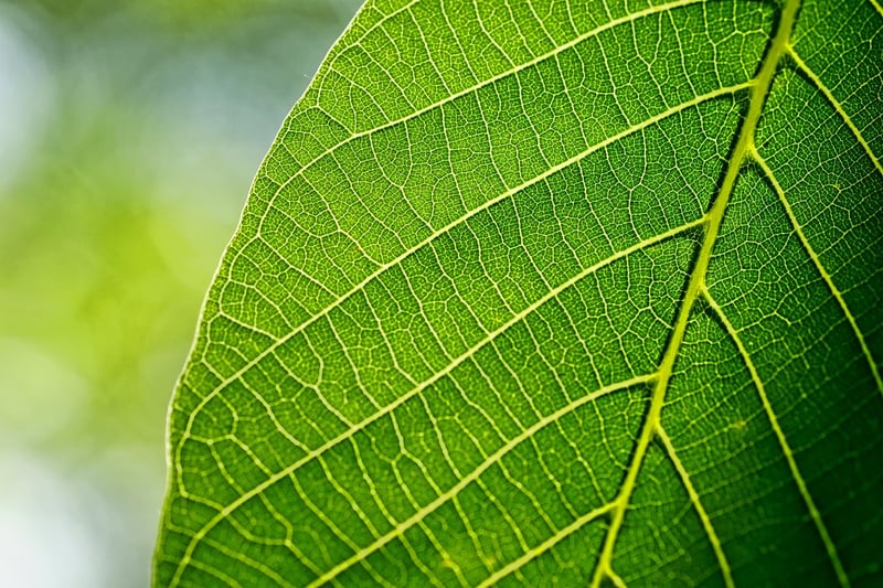 Minimalist Leaf Drawing