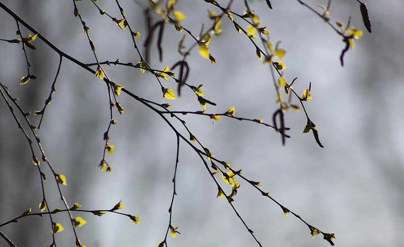 Leaf Motif