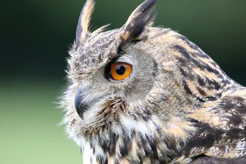 Owl Bird